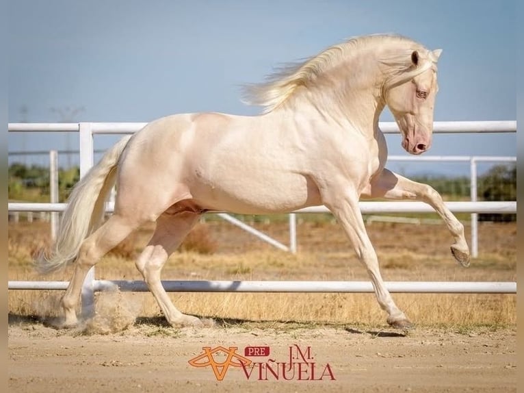 PRE Mare 1 year 14,2 hh Dun in El Cerro De Andevalo