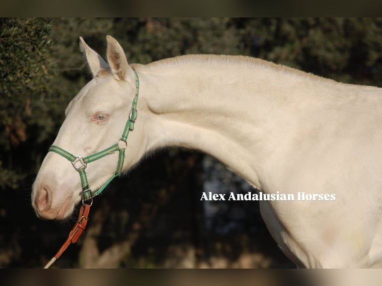 PRE Mare 1 year 14,2 hh Perlino in Sevilla