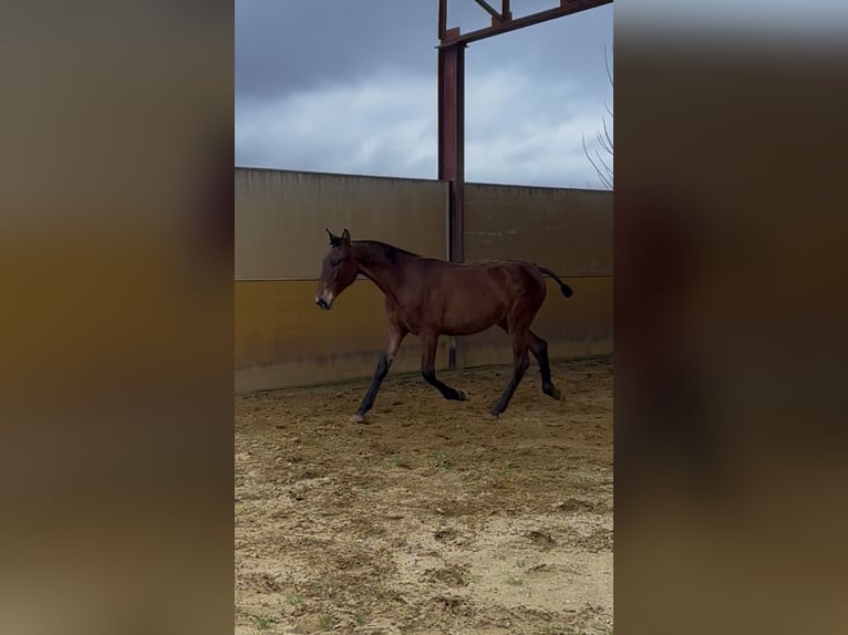 PRE Mix Mare 1 year 14,3 hh Brown in Andujar