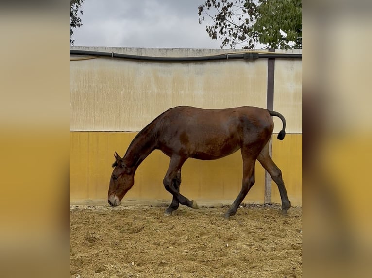 PRE Mare 1 year 14,3 hh Brown in Andujar