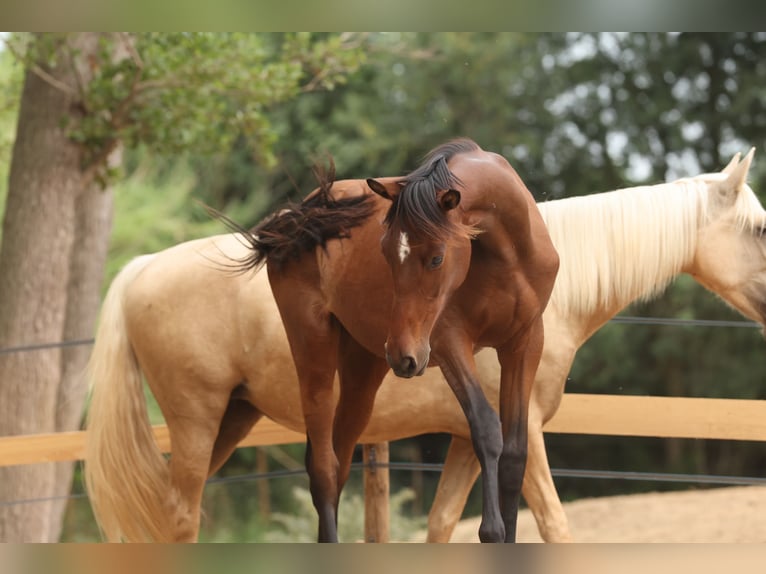 PRE Mix Mare 1 year 14,3 hh Brown in Speyer