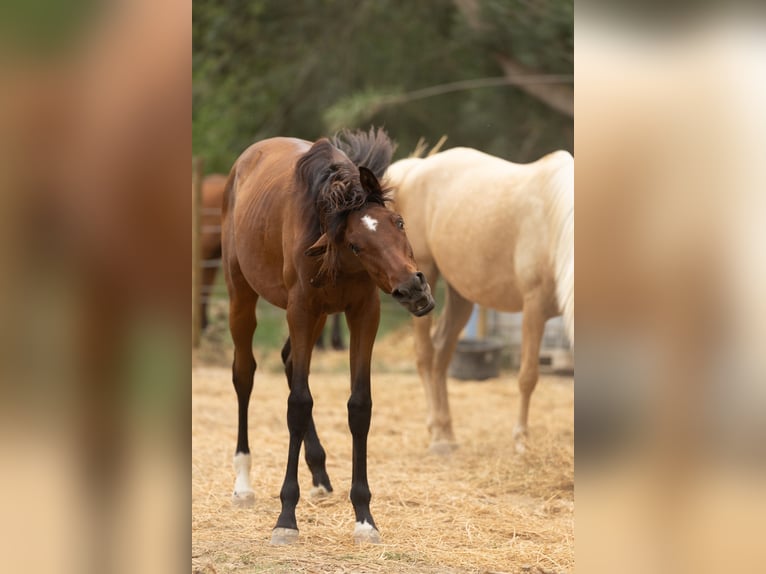 PRE Mix Mare 1 year 14,3 hh Brown in Speyer
