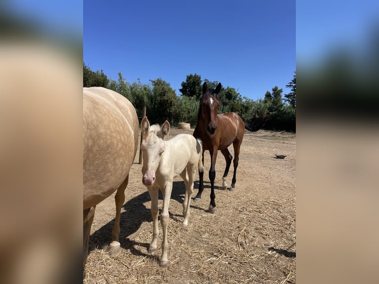 PRE Mix Mare 1 year 14,3 hh Brown in Speyer