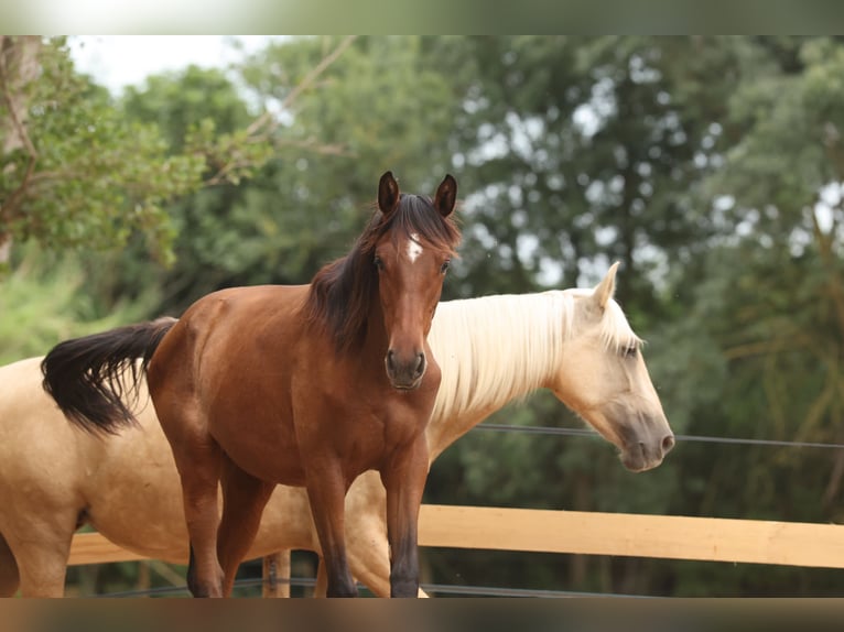 PRE Mix Mare 1 year 14,3 hh Brown in Speyer