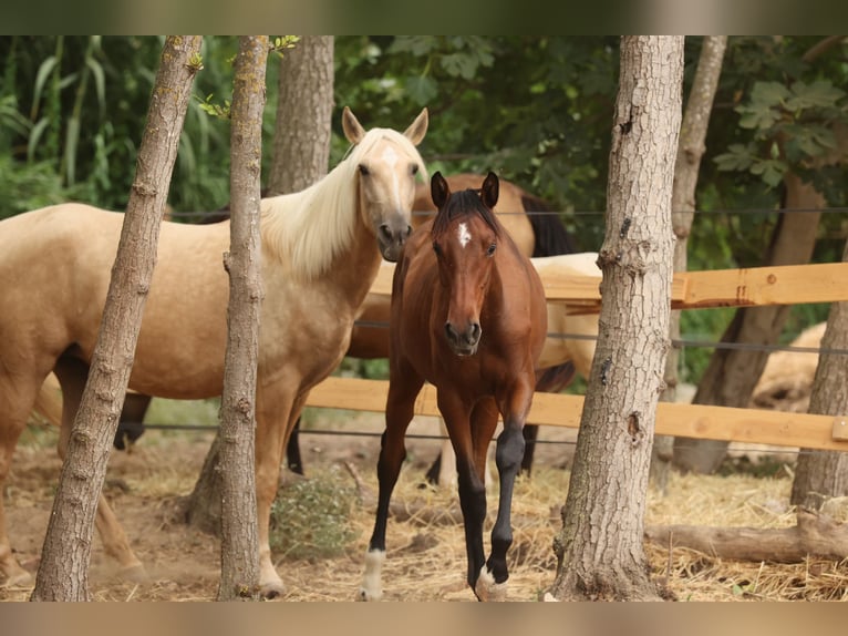 PRE Mix Mare 1 year 14,3 hh Brown in Speyer