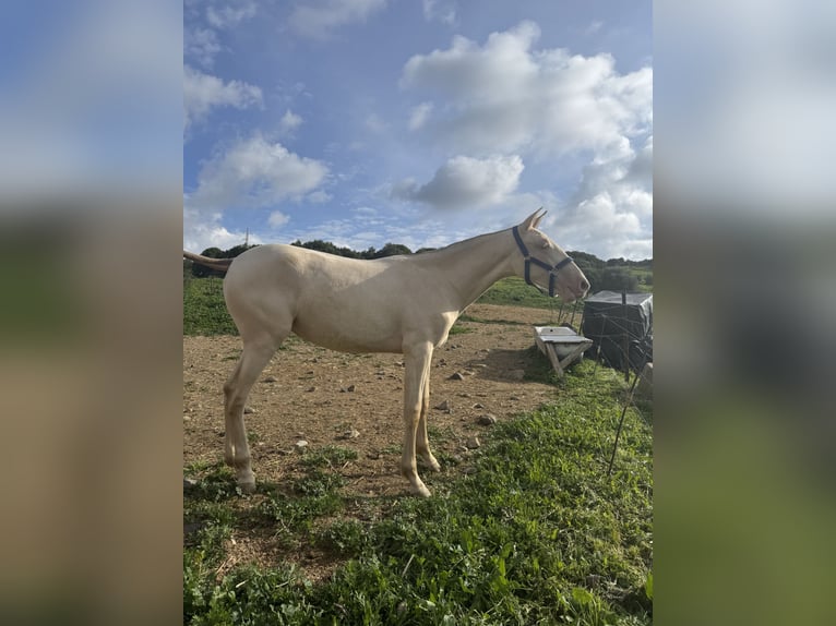 PRE Mix Mare 1 year 14,3 hh Pearl in Estepona