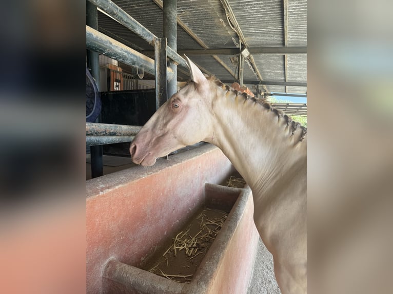 PRE Mix Mare 1 year 14,3 hh Pearl in Estepona