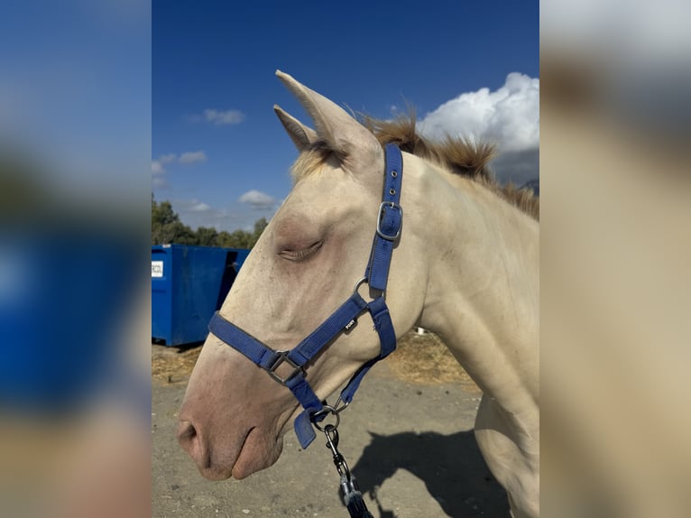 PRE Mix Mare 1 year 14,3 hh Pearl in Estepona