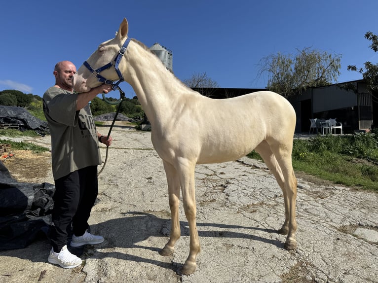 PRE Mix Mare 1 year 14,3 hh Pearl in Estepona