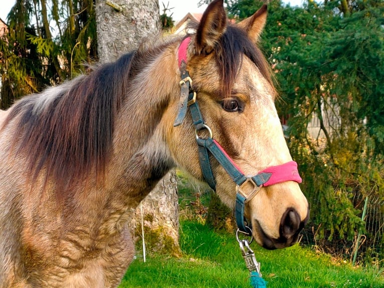 PRE Mare 1 year 15.1 hh Dun in Urmatt