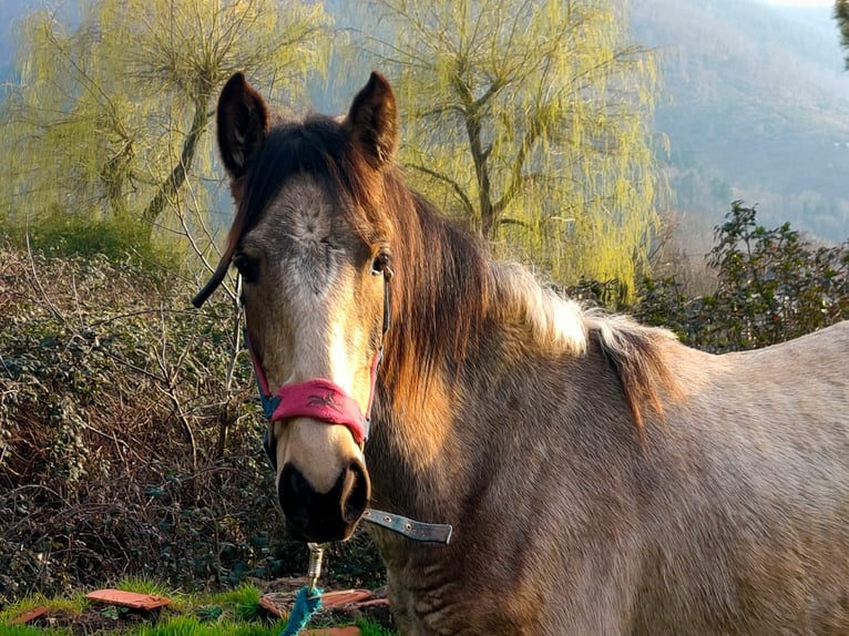 PRE Mare 1 year 15.1 hh Dun in Urmatt