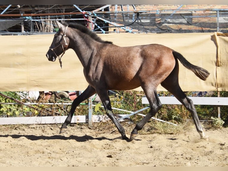 PRE Mare 1 year 15.1 hh Grey in Provinz Granada