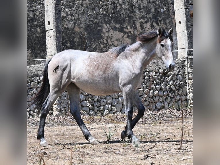 PRE Mare 1 year 15.1 hh Grey in Mallorca