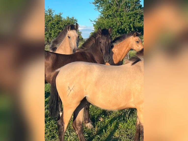 PRE Mix Mare 1 year 15.2 hh Black in Puertollano