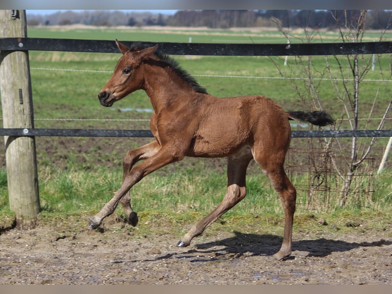 PRE Mare 1 year 15,2 hh Brown in Wremen