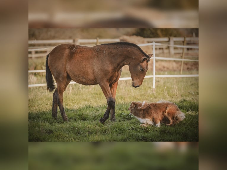 PRE Mare 1 year 15,2 hh Brown in Courtomer