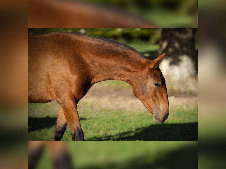 PRE Mare 1 year 15,2 hh Brown in Courtomer