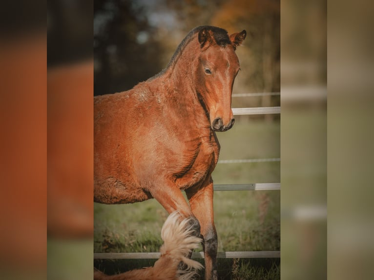 PRE Mare 1 year 15,2 hh Brown in Courtomer