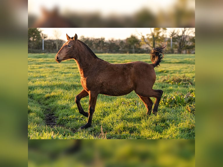 PRE Mare 1 year 15,2 hh Brown in Courtomer