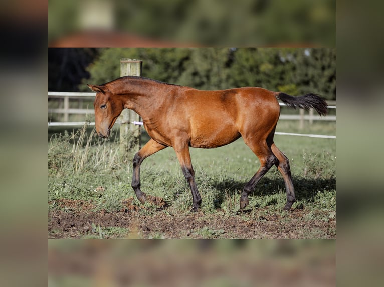 PRE Mare 1 year 15,2 hh Brown in Courtomer