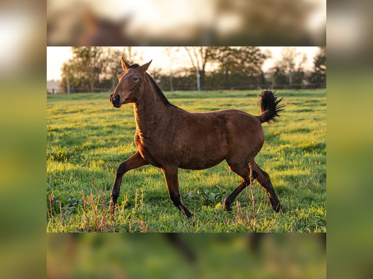 PRE Mare 1 year 15,2 hh Brown in Courtomer