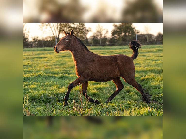 PRE Mare 1 year 15,2 hh Brown in Courtomer