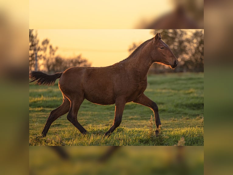 PRE Mare 1 year 15,2 hh Brown in Courtomer