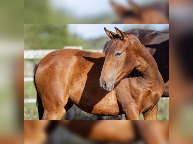 PRE Mare 1 year 15,2 hh Brown in Courtomer