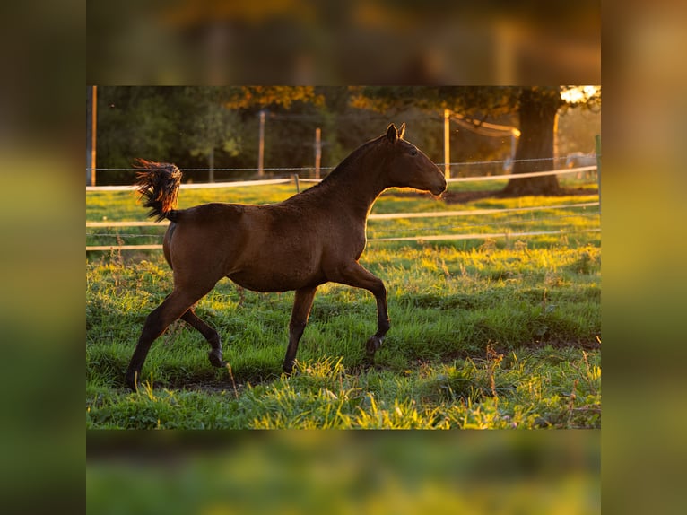 PRE Mare 1 year 15,2 hh Brown in Courtomer