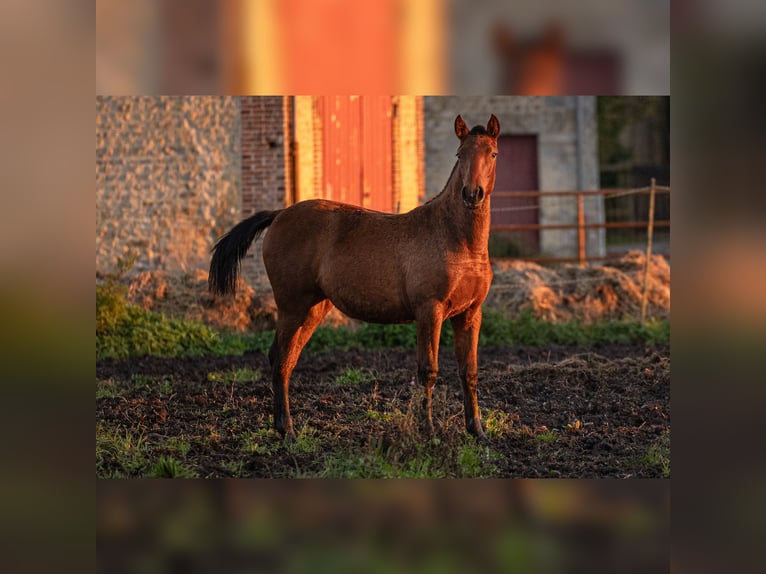 PRE Mare 1 year 15,2 hh Brown in Courtomer