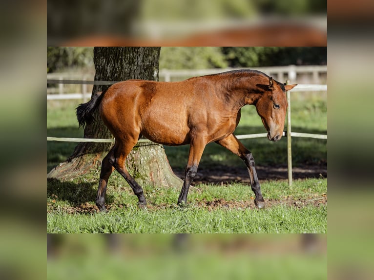 PRE Mare 1 year 15,2 hh Brown in Courtomer