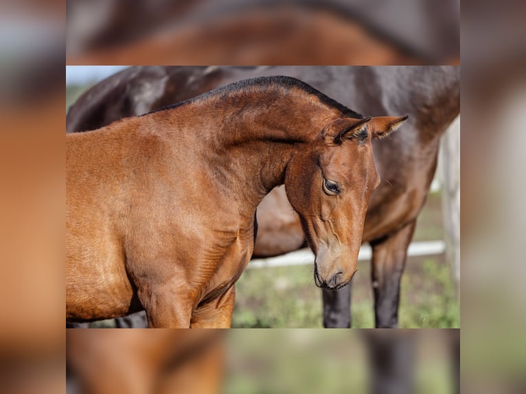 PRE Mare 1 year 15,2 hh Brown in Courtomer