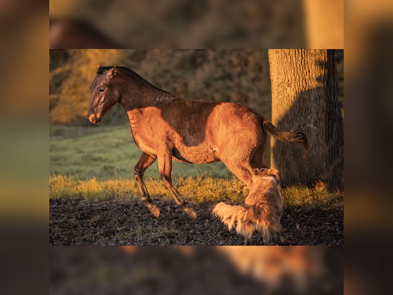 PRE Mare 1 year 15,2 hh Brown in Courtomer