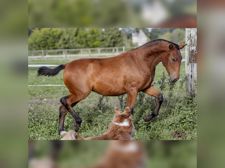 PRE Mare 1 year 15,2 hh Brown in Courtomer