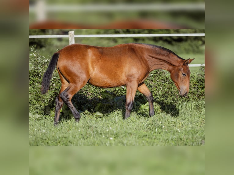 PRE Mare 1 year 15,2 hh Brown in Courtomer