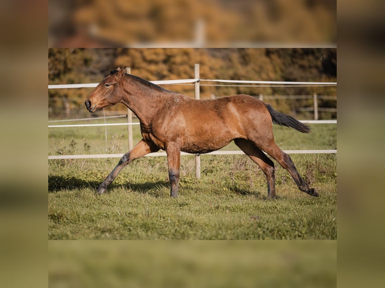 PRE Mare 1 year 15,2 hh Brown in Courtomer