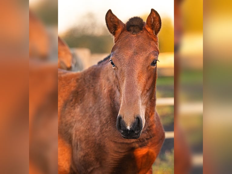 PRE Mare 1 year 15,2 hh Brown in Courtomer