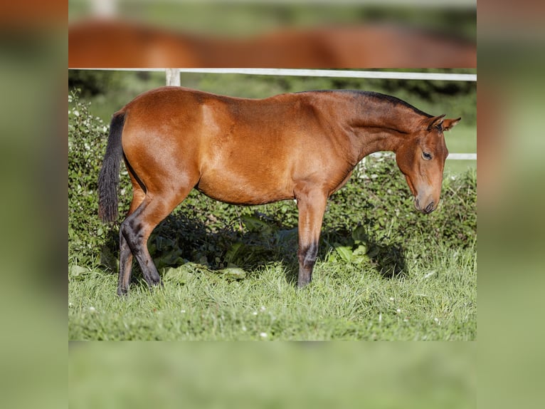 PRE Mare 1 year 15,2 hh Brown in Courtomer