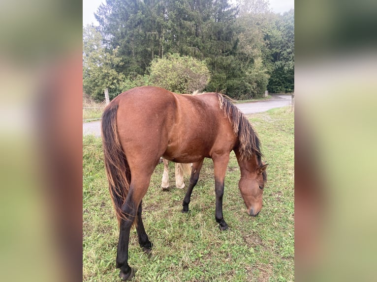 PRE Mix Mare 1 year 15,2 hh Brown in Ballenstedt