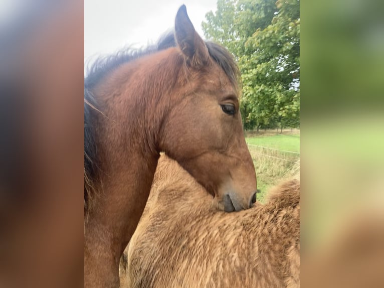 PRE Mix Mare 1 year 15,2 hh Brown in Ballenstedt