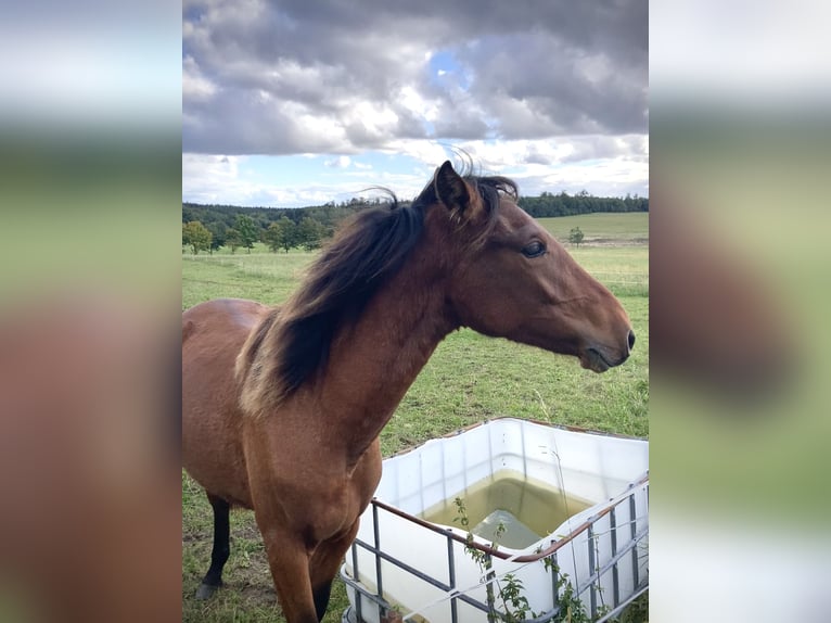 PRE Mix Mare 1 year 15,2 hh Brown in Ballenstedt