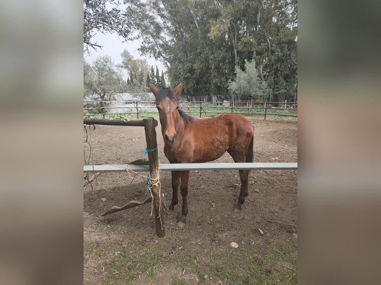 PRE Mare 1 year 15.2 hh Brown in Alhaurín el Grande