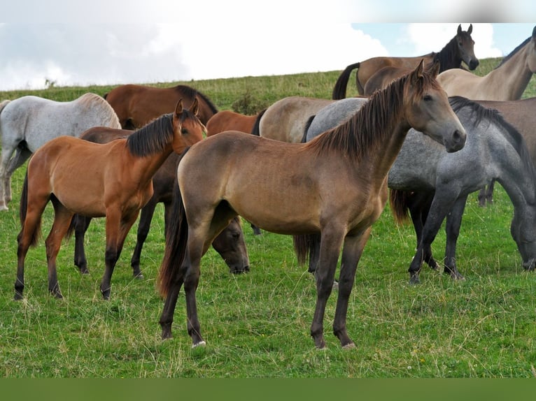 PRE Mix Mare 1 year 15.2 hh Dun in Waldhölzbach