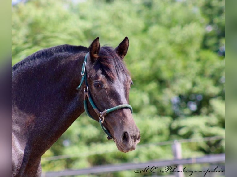 PRE Mare 1 year 15,2 hh Gray-Dark-Tan in Brandis