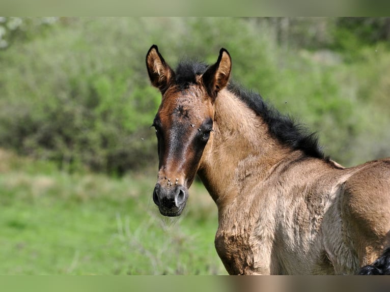 PRE Mare 1 year 15,2 hh Gray in Waldh&#xF6;lzbach