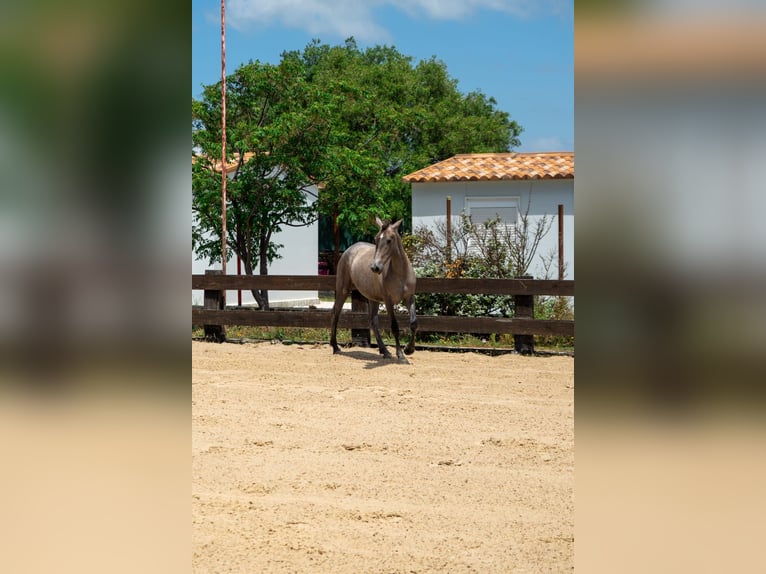 PRE Mare 1 year 15.2 hh Grey in TARIFA