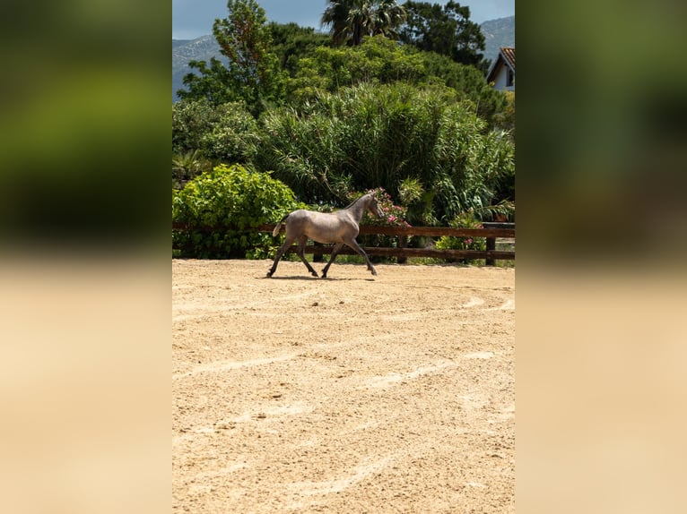 PRE Mare 1 year 15.2 hh Grey in TARIFA