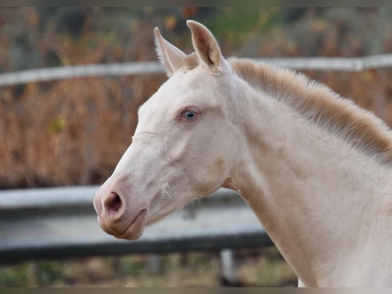 PRE Mare 1 year 15,2 hh Perlino in Provinz Cordoba