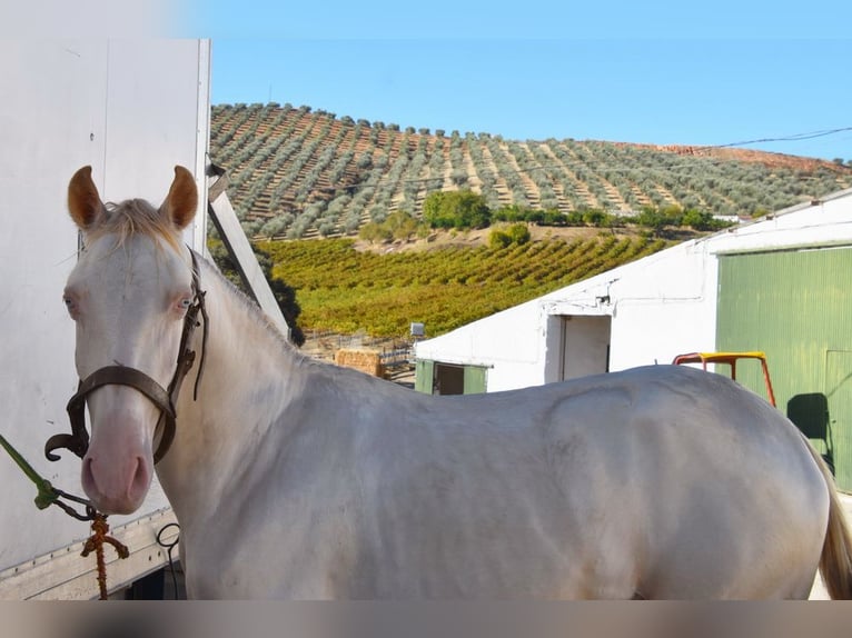 PRE Mix Mare 1 year 15,2 hh Perlino in Provinz Cordoba