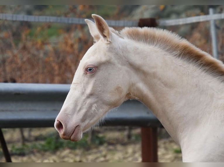 PRE Mare 1 year 15,2 hh Perlino in Provinz Cordoba